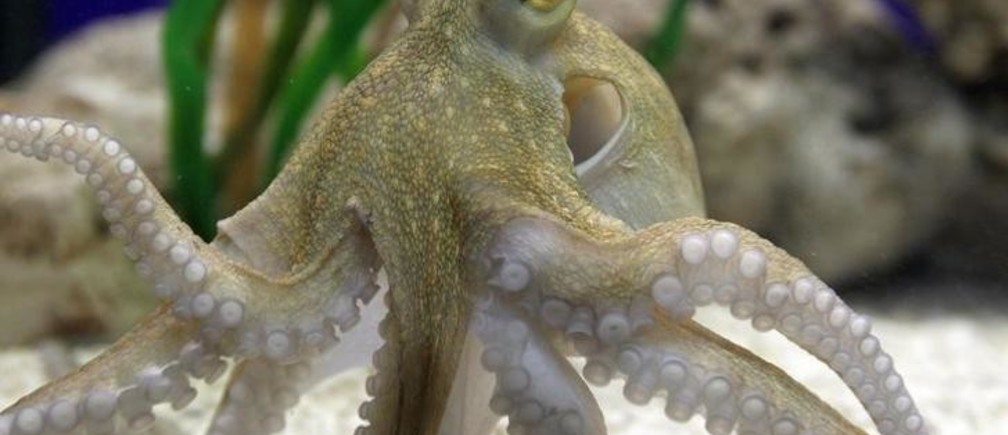 Detail Image Of Octopus Nomer 55