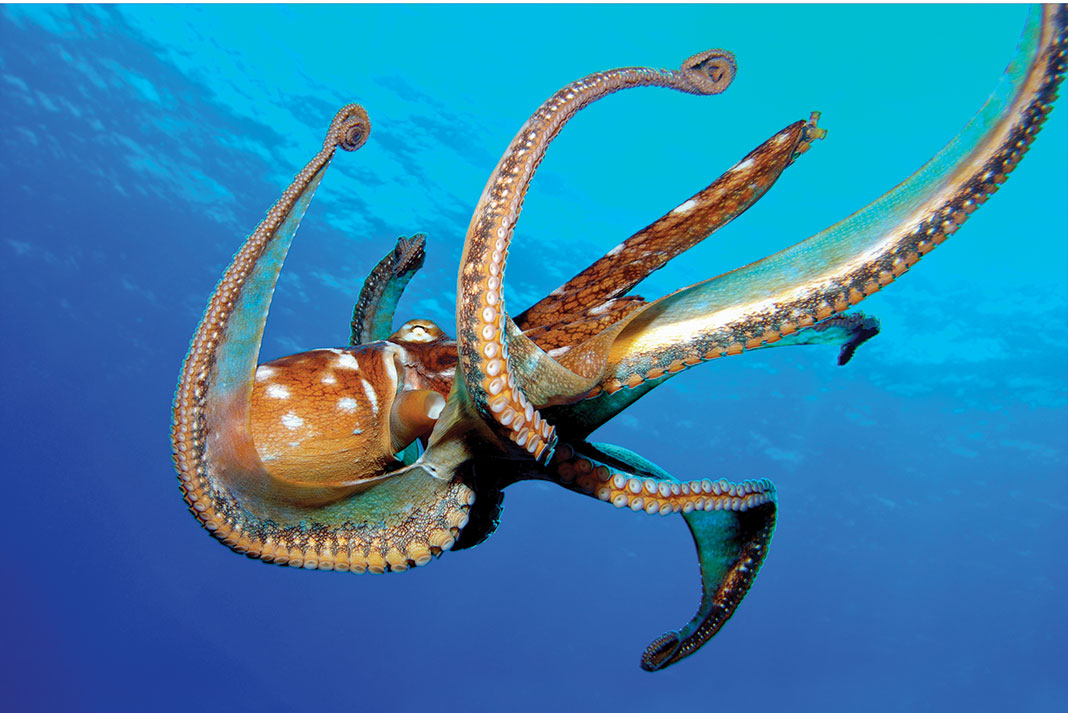 Detail Image Of Octopus Nomer 56