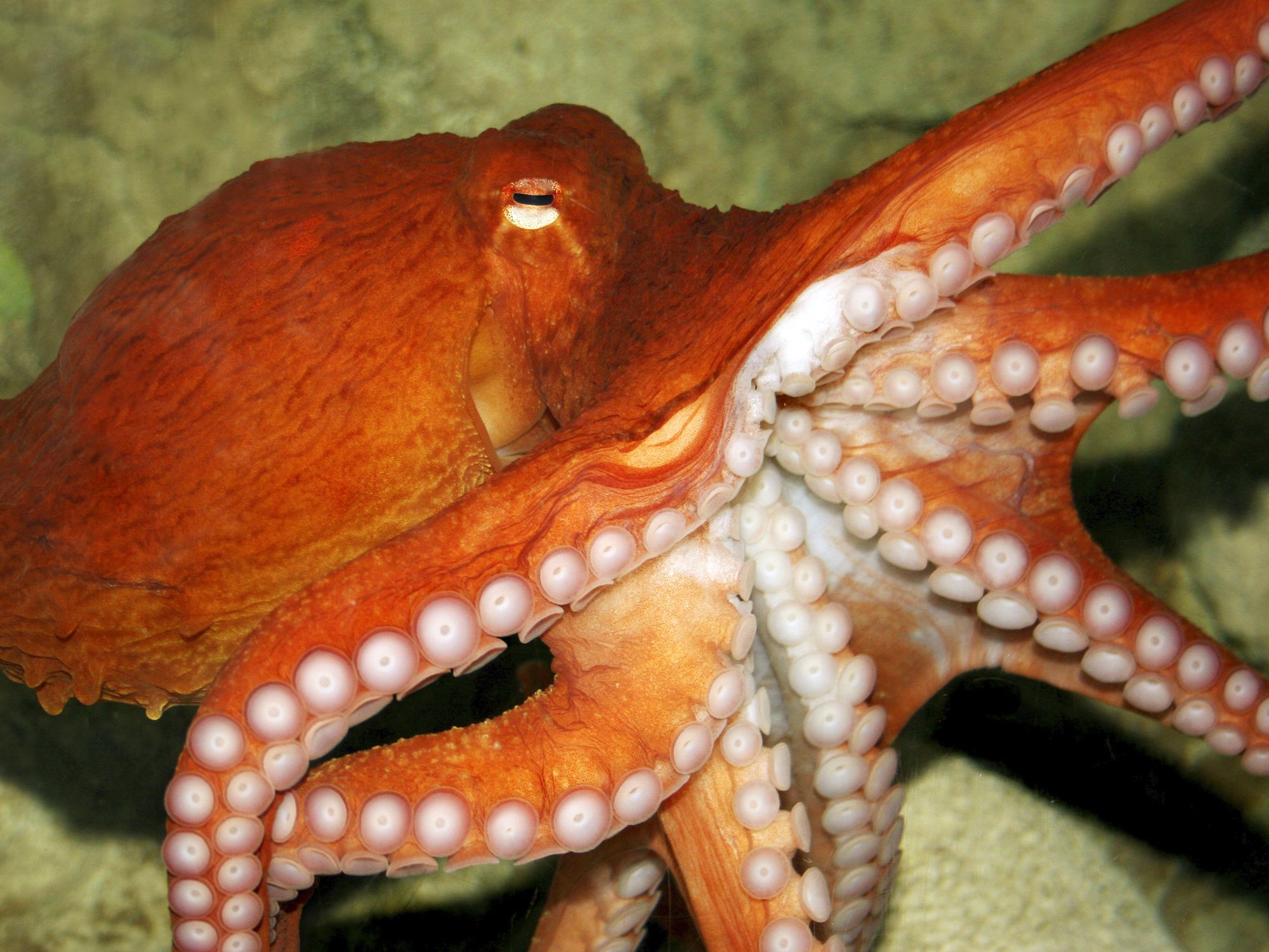 Detail Image Of Octopus Nomer 7
