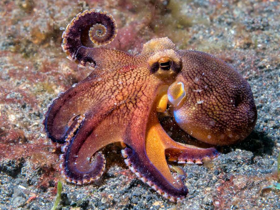 Detail Image Of Octopus Nomer 8