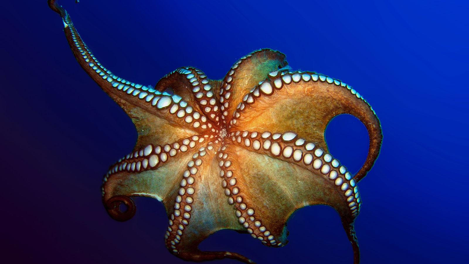 Detail Image Of Octopus Nomer 9