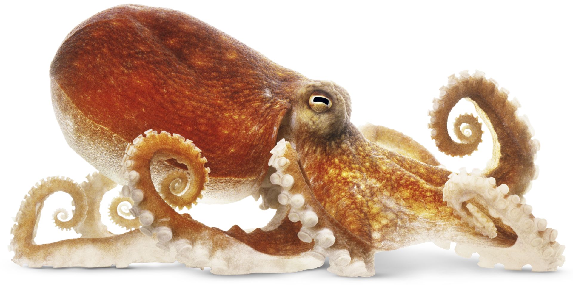 Detail Image Of Octopus Nomer 10