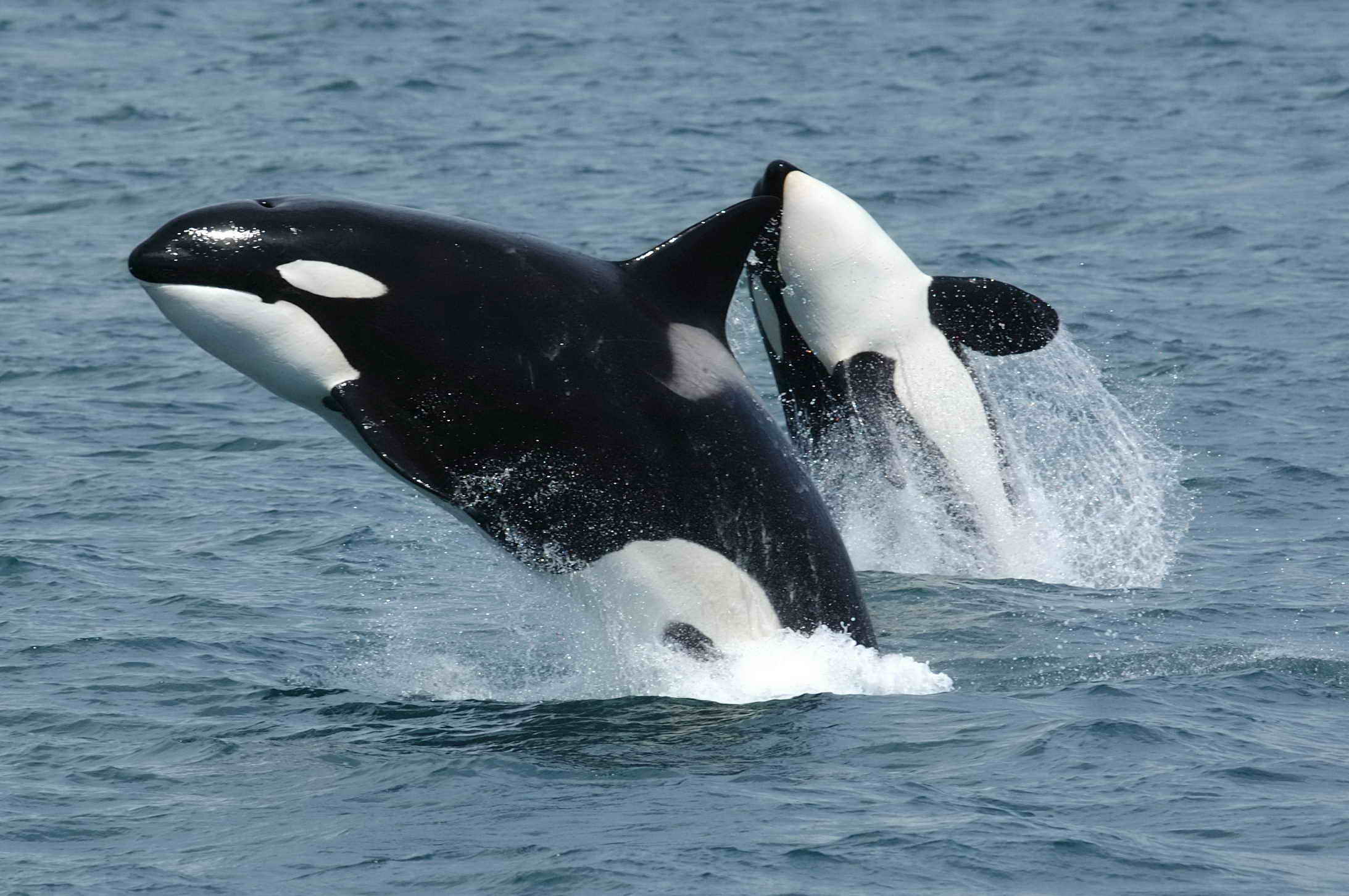 Image Of Orca Whale - KibrisPDR