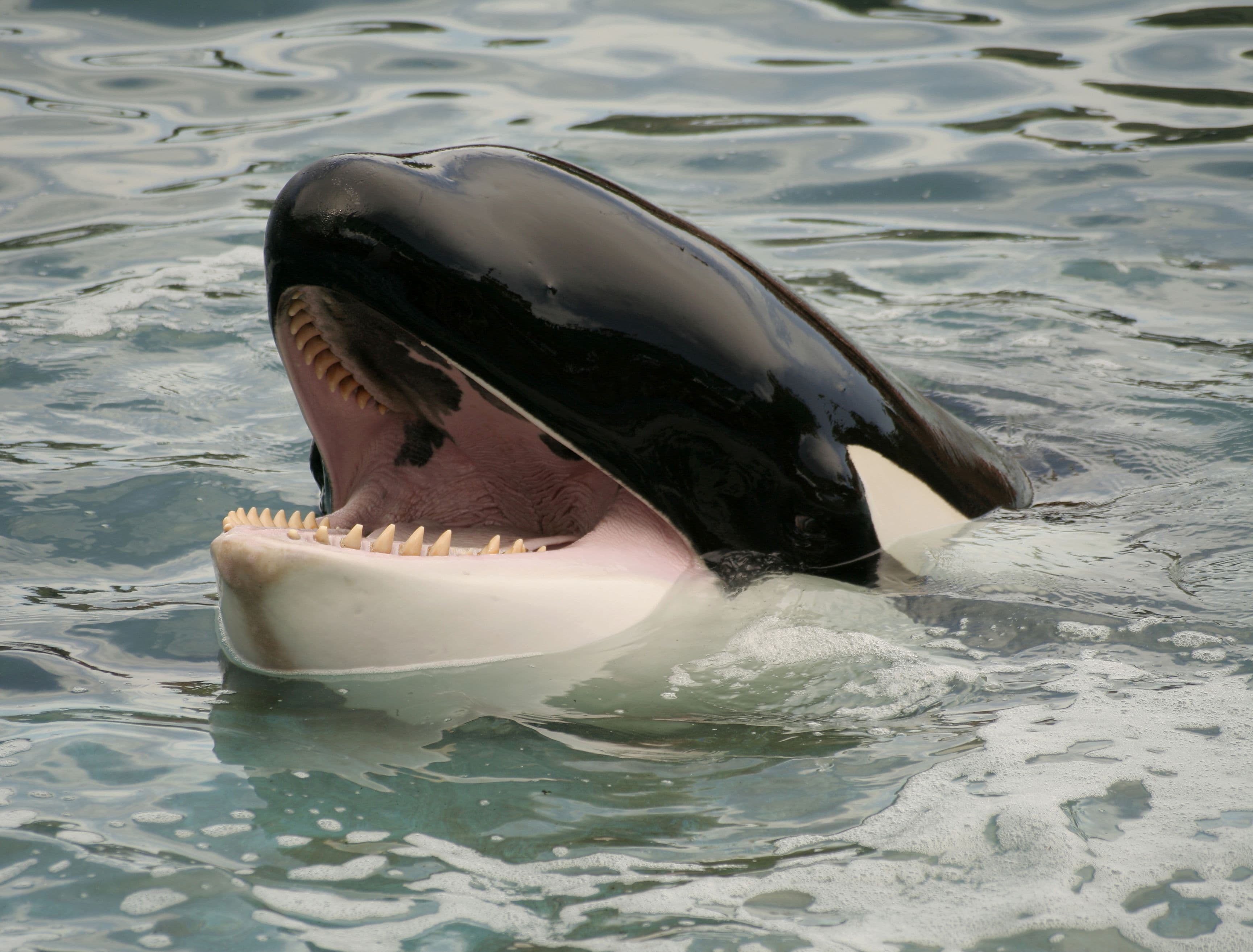 Detail Image Of Orca Whale Nomer 20