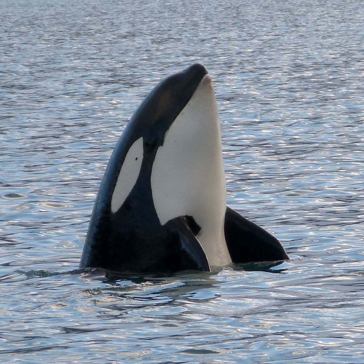 Detail Image Of Orca Whale Nomer 28