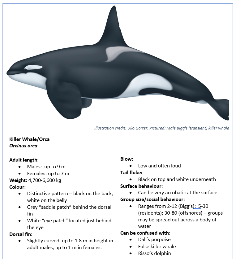 Detail Image Of Orca Whale Nomer 36