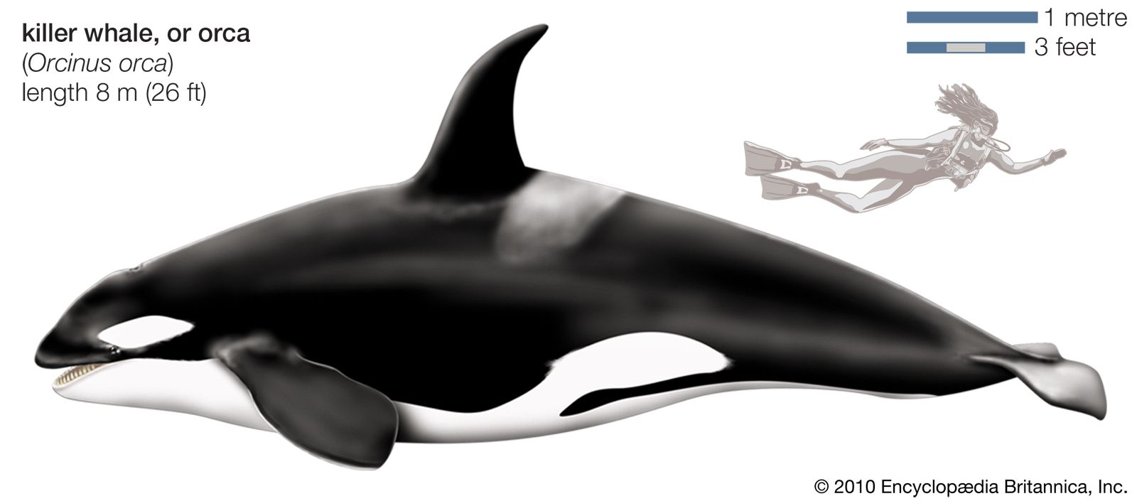 Detail Image Of Orca Whale Nomer 43