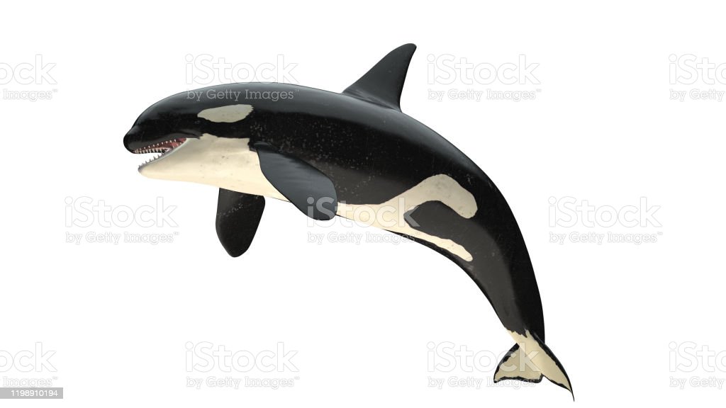 Detail Image Of Orca Whale Nomer 47