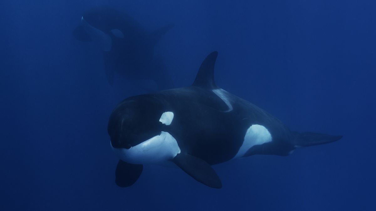 Detail Image Of Orca Whale Nomer 50