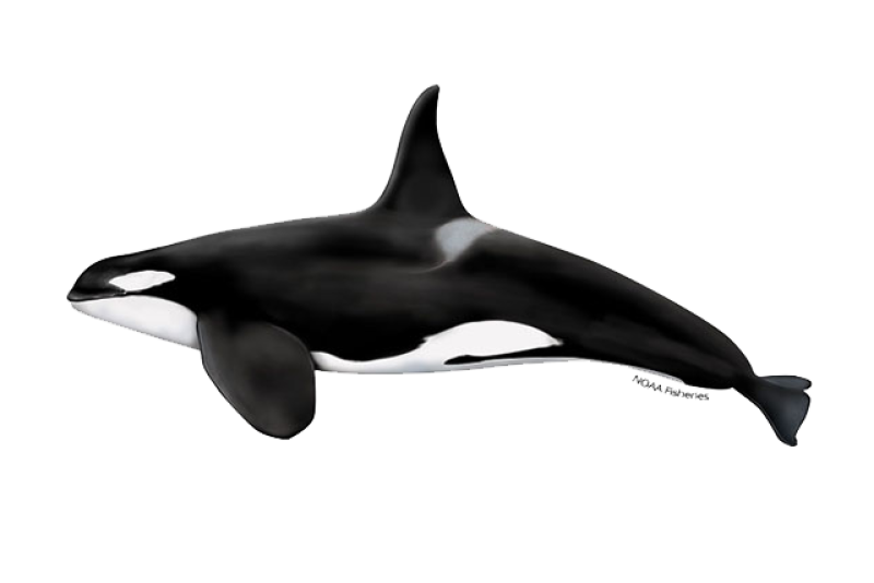 Detail Image Of Orca Whale Nomer 53