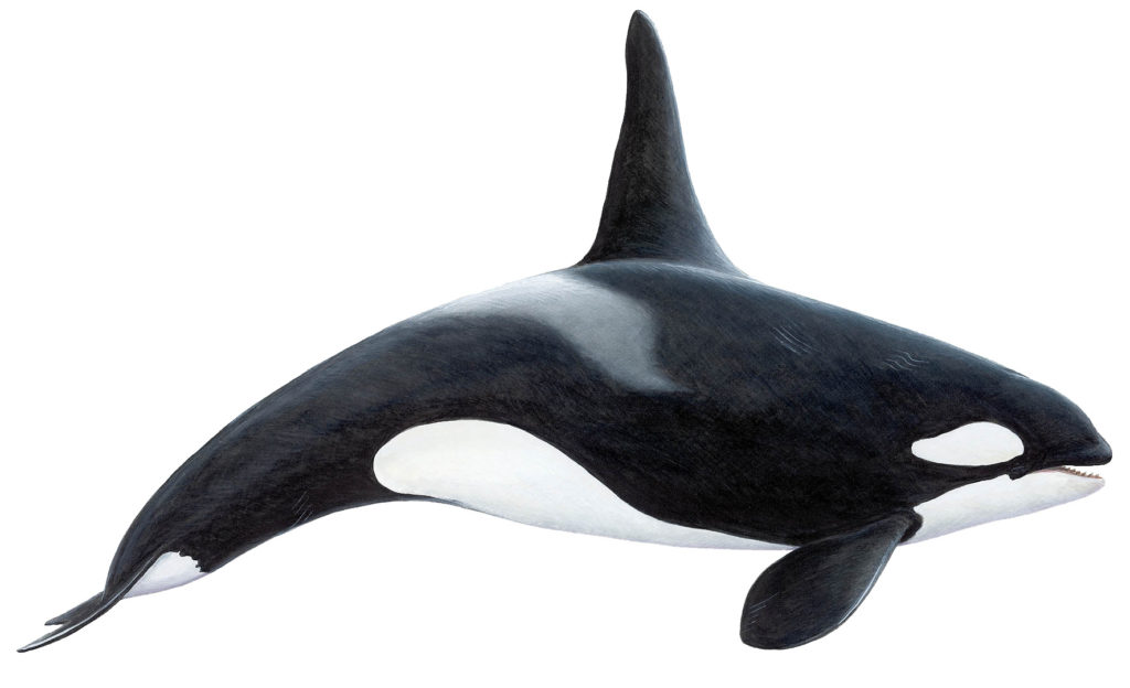 Detail Image Of Orca Whale Nomer 55