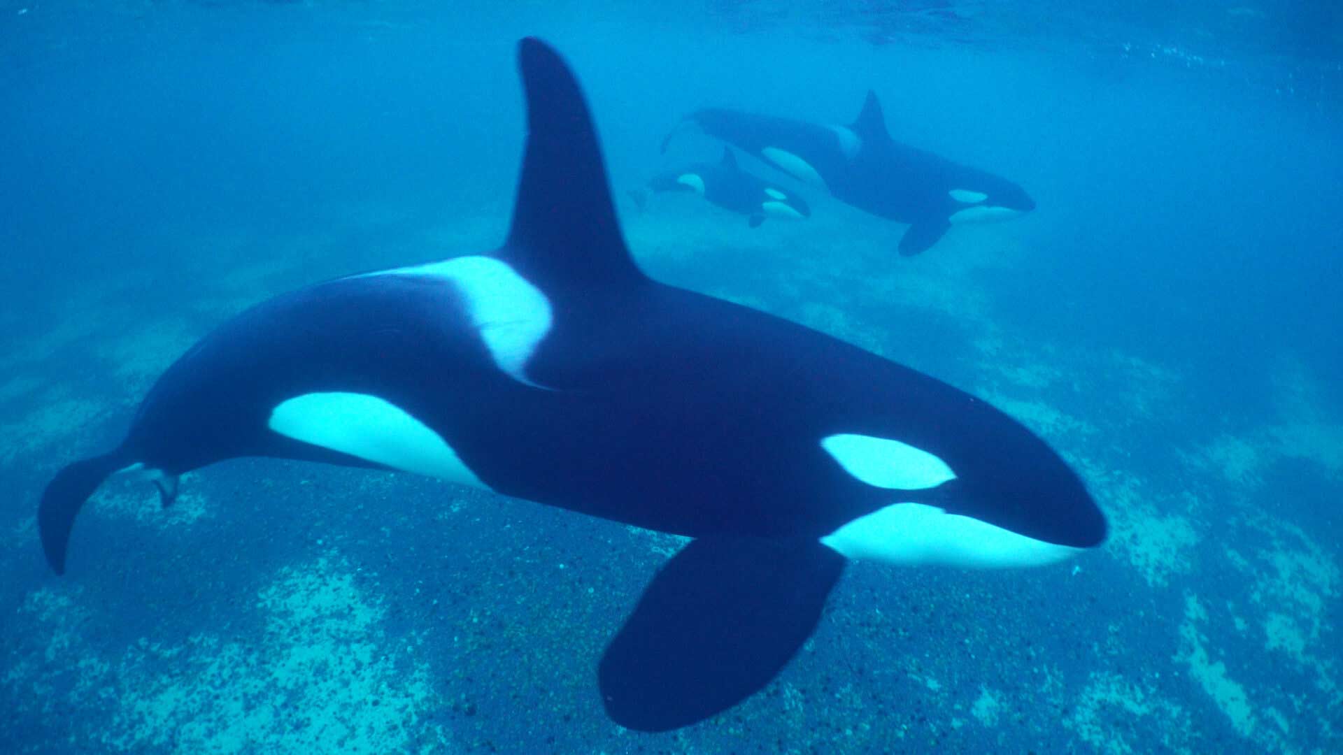 Detail Image Of Orca Whale Nomer 56