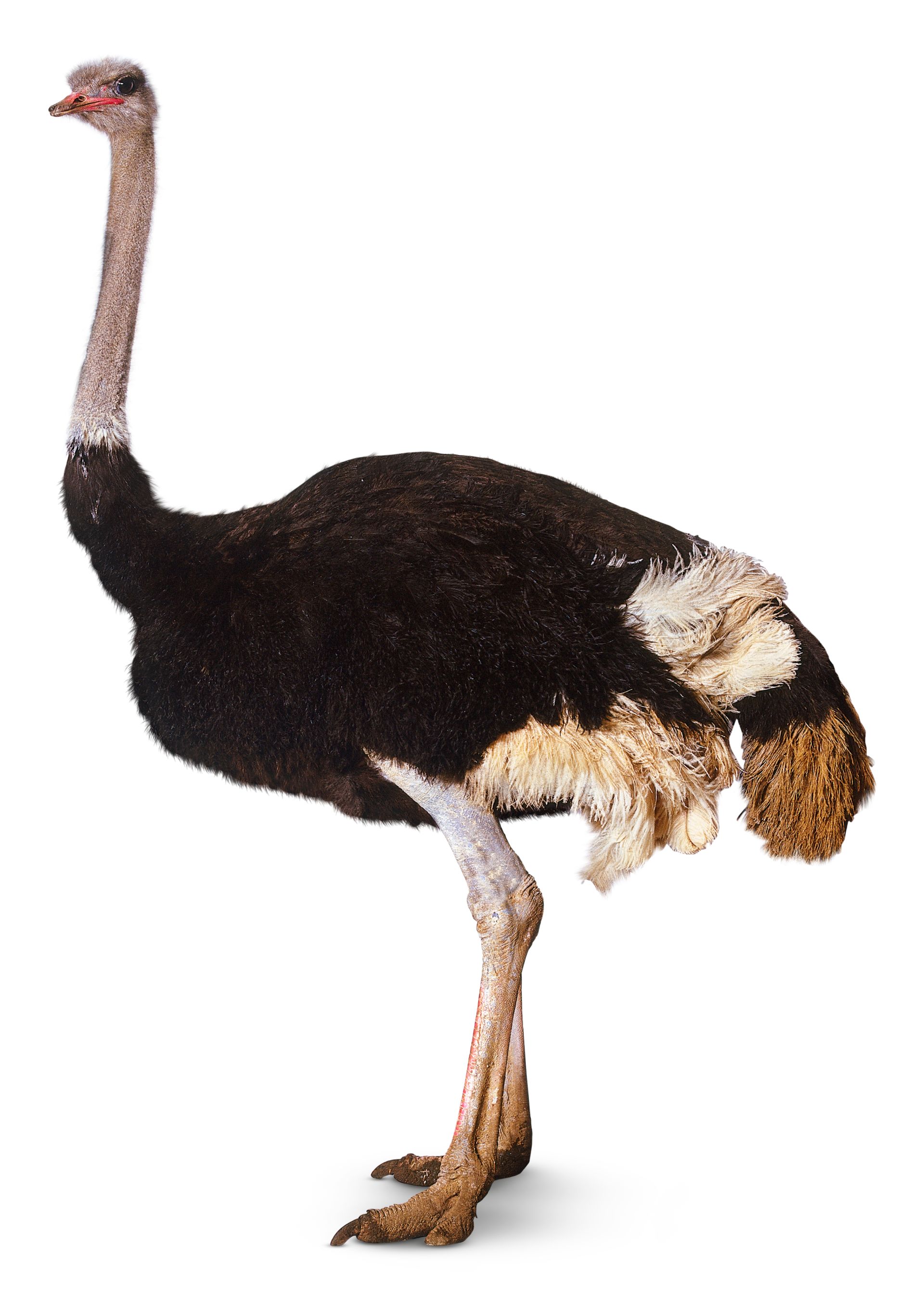 Detail Image Of Ostrich Bird Nomer 2