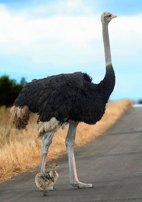 Detail Image Of Ostrich Bird Nomer 11