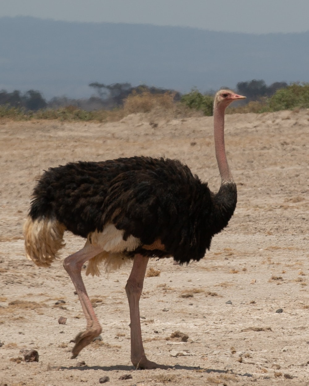 Detail Image Of Ostrich Bird Nomer 13