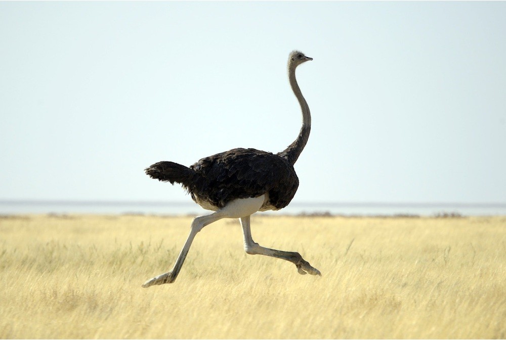 Detail Image Of Ostrich Bird Nomer 18