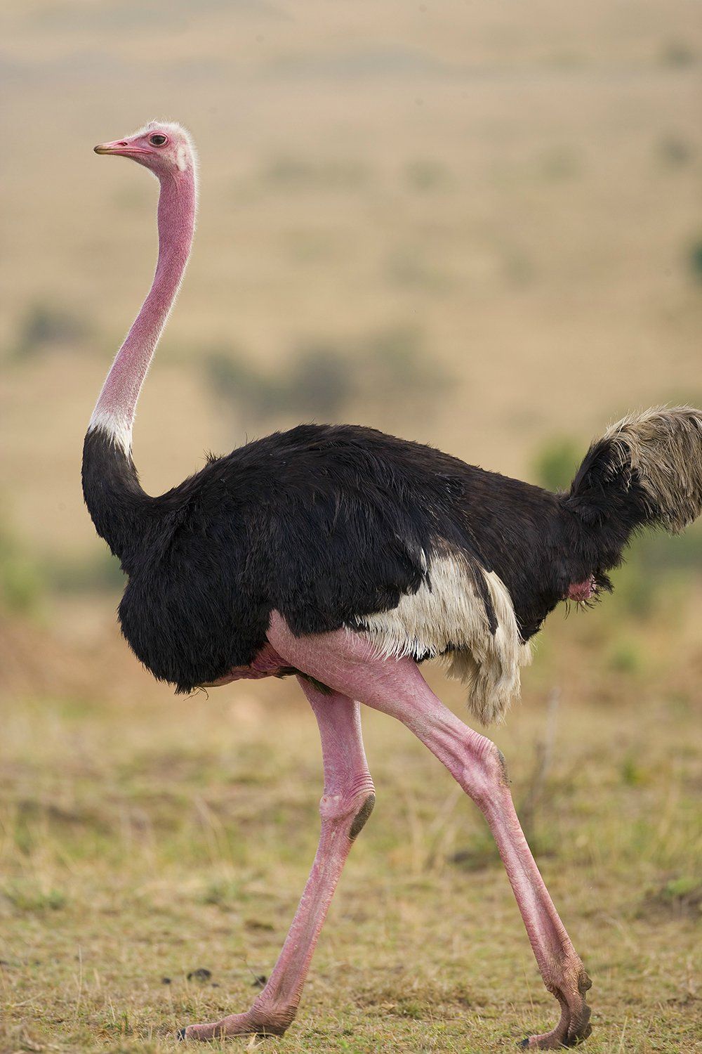 Detail Image Of Ostrich Bird Nomer 19