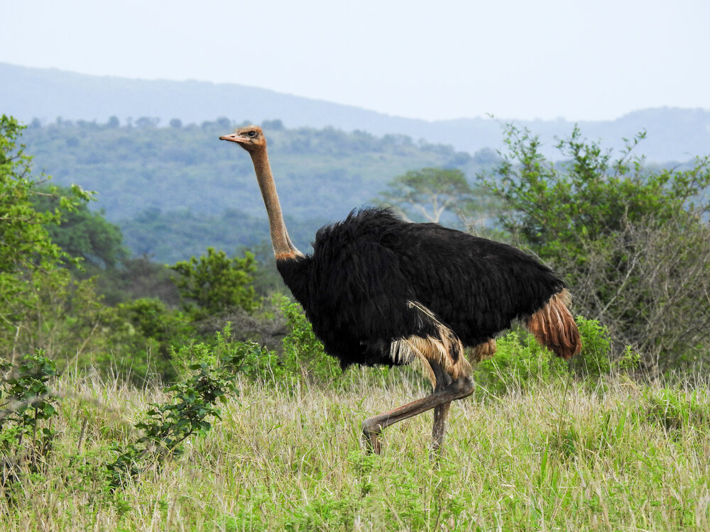 Detail Image Of Ostrich Bird Nomer 29