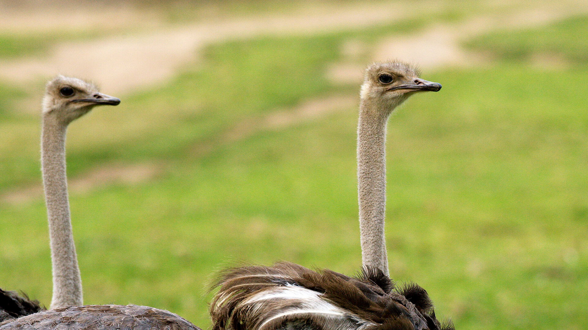 Detail Image Of Ostrich Bird Nomer 31