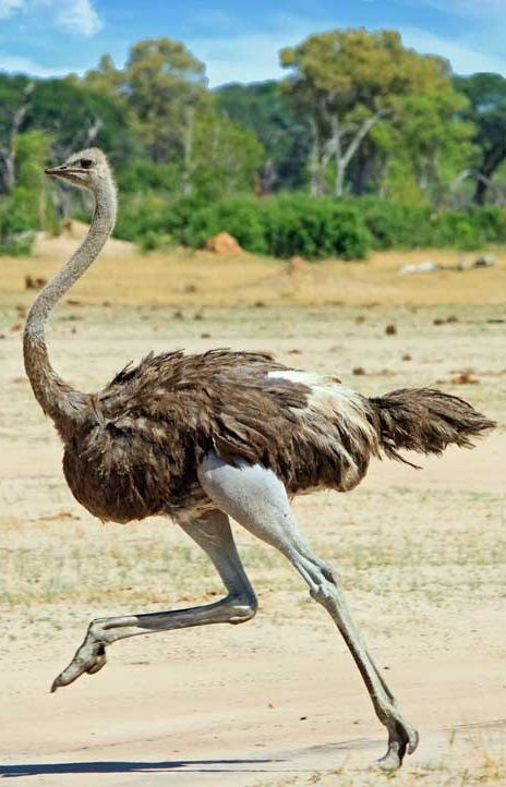 Detail Image Of Ostrich Bird Nomer 34
