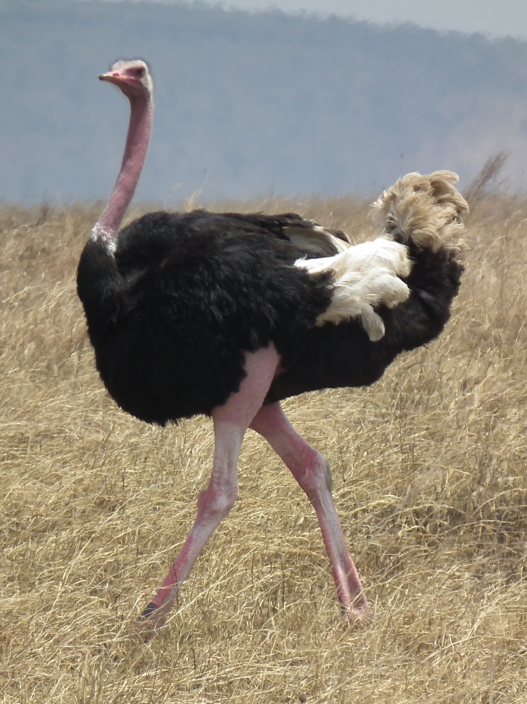 Detail Image Of Ostrich Bird Nomer 47