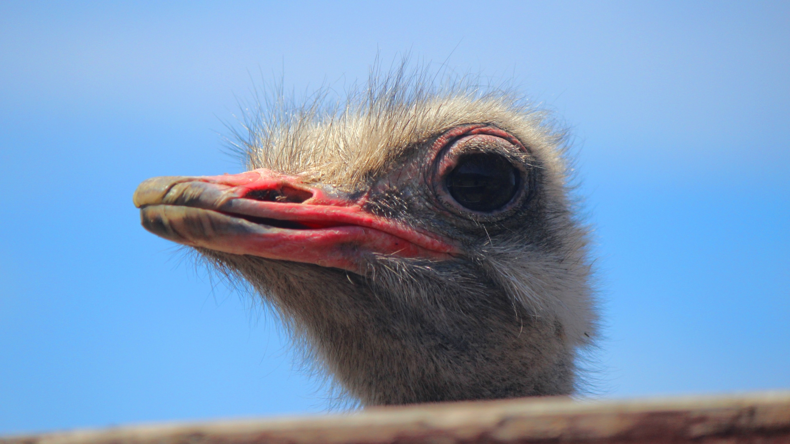 Detail Image Of Ostrich Bird Nomer 51