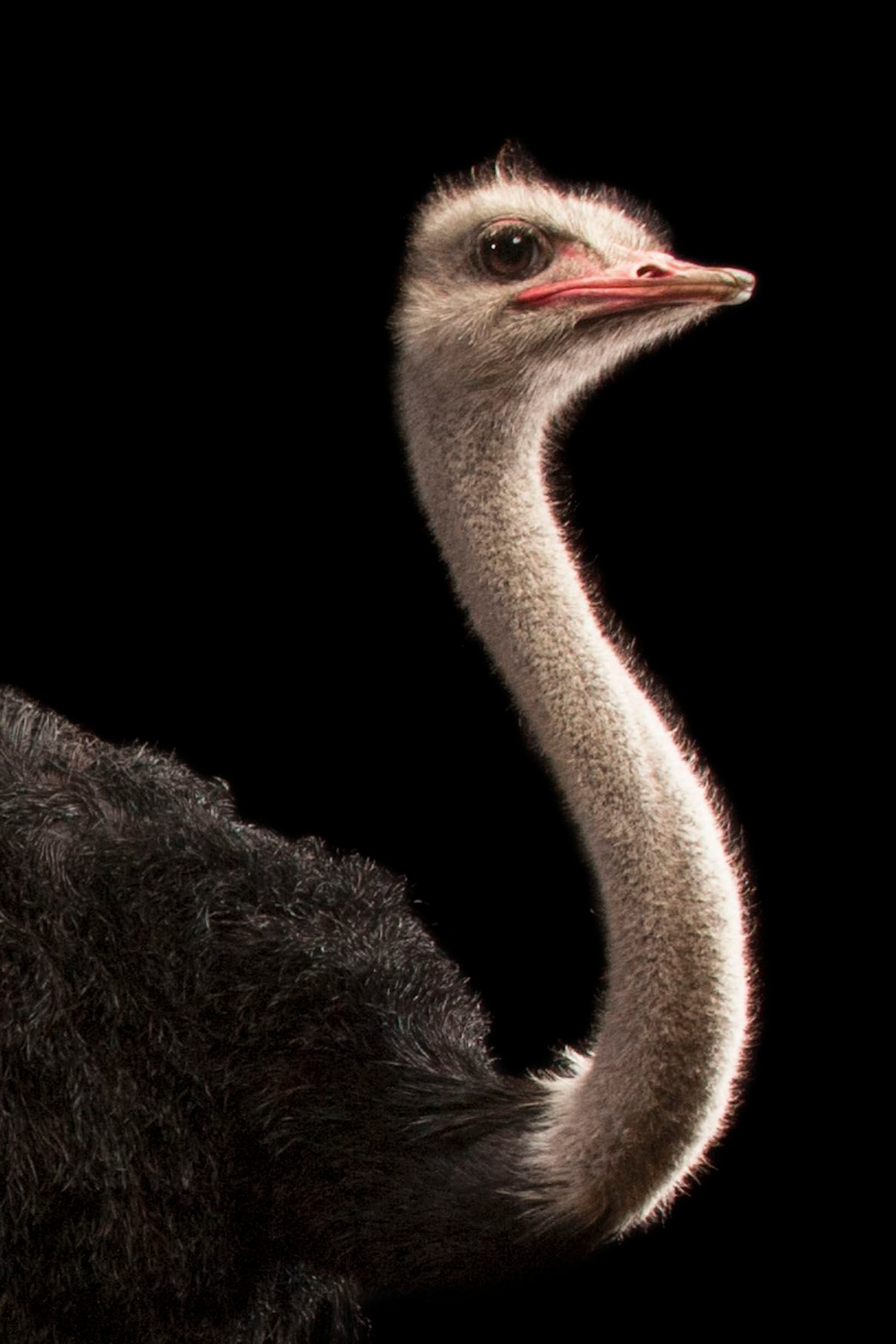 Detail Image Of Ostrich Bird Nomer 10