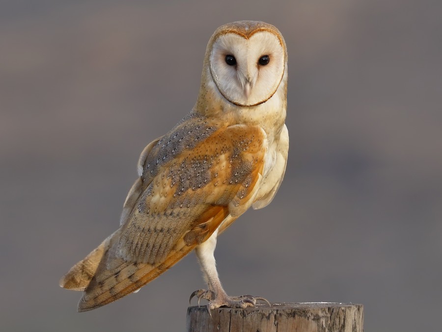 Detail Image Of Owl Nomer 19