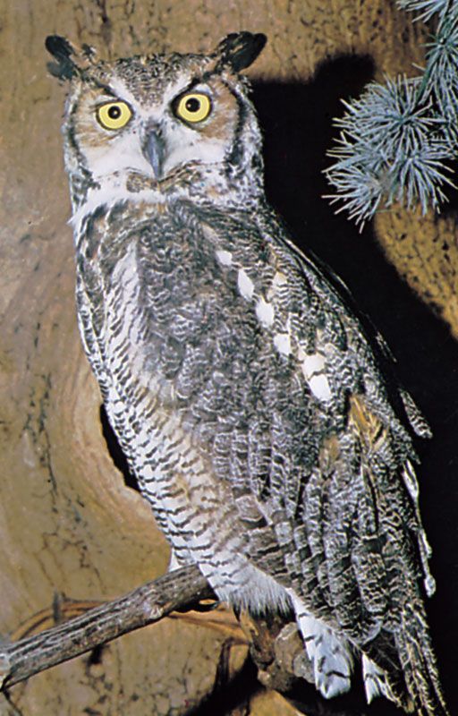 Image Of Owl Bird - KibrisPDR