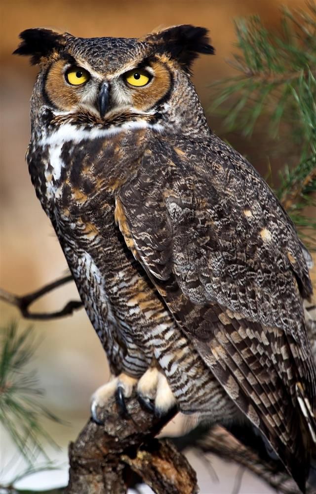 Detail Image Of Owl Bird Nomer 14
