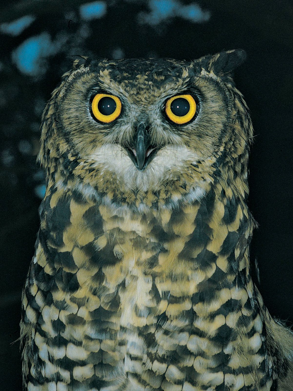 Detail Image Of Owl Bird Nomer 3