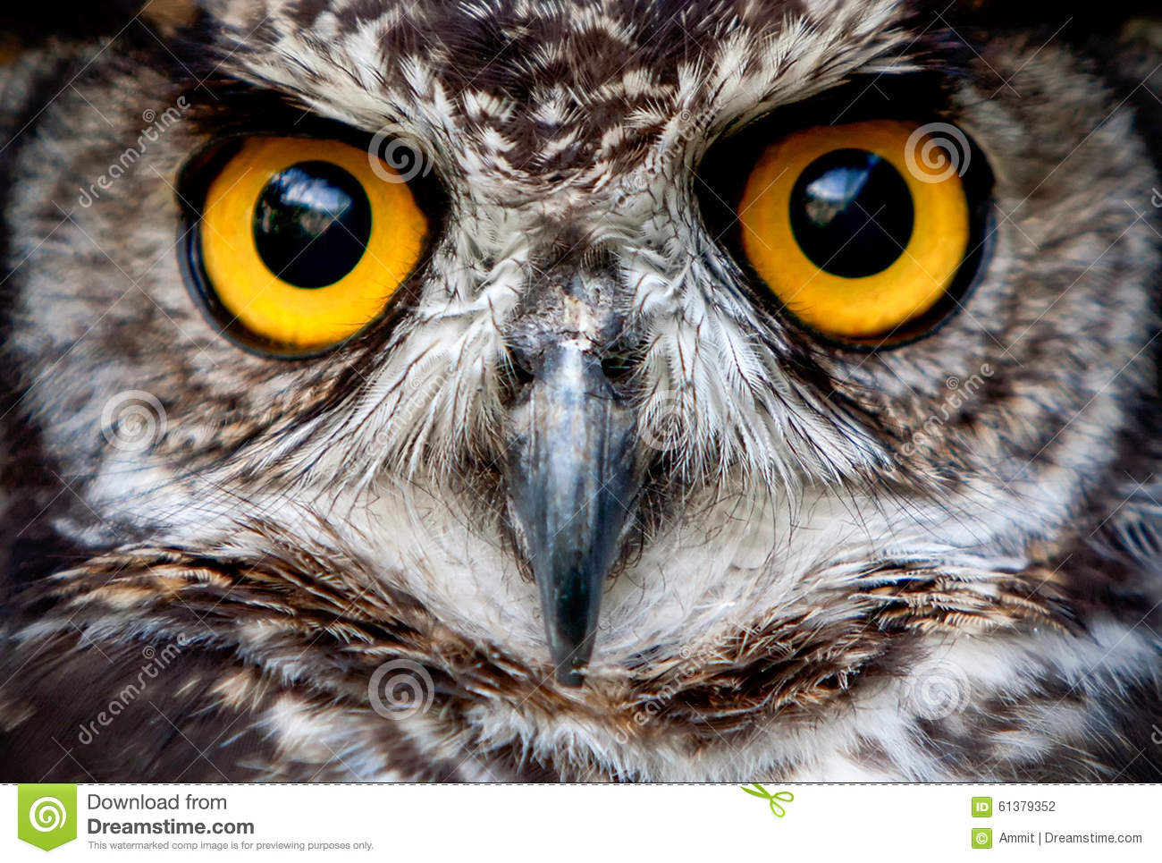 Detail Image Of Owl Bird Nomer 43