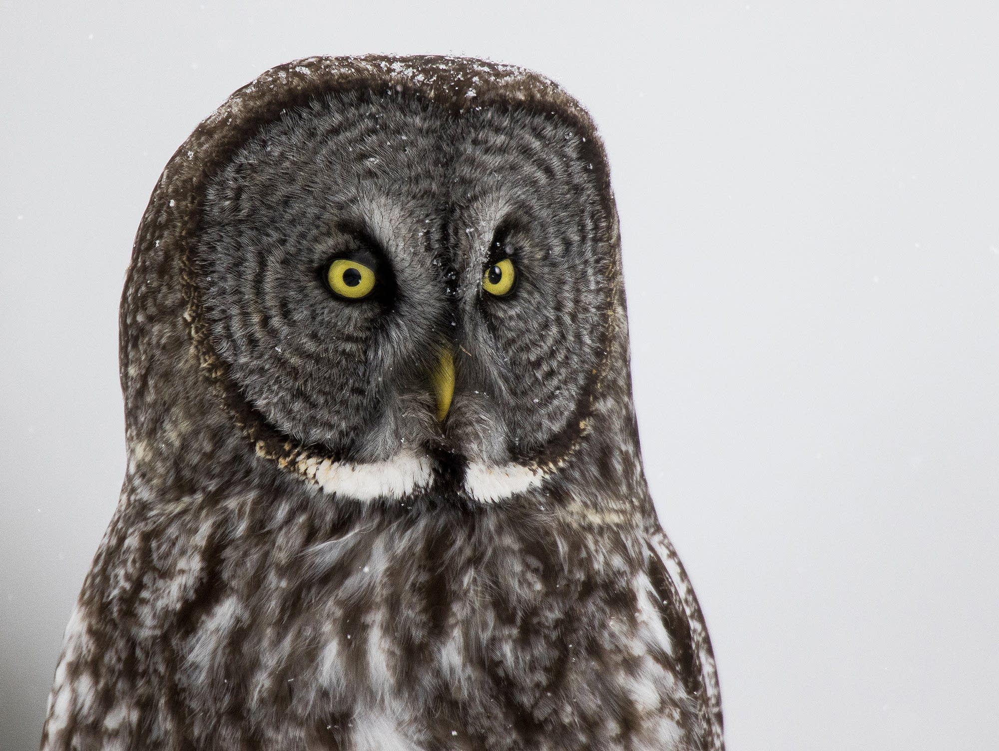 Detail Image Of Owl Bird Nomer 7