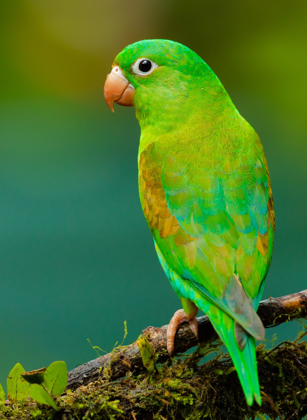 Image Of Parrot Bird - KibrisPDR