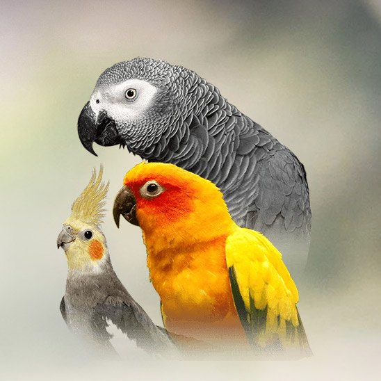 Detail Image Of Parrot Bird Nomer 6