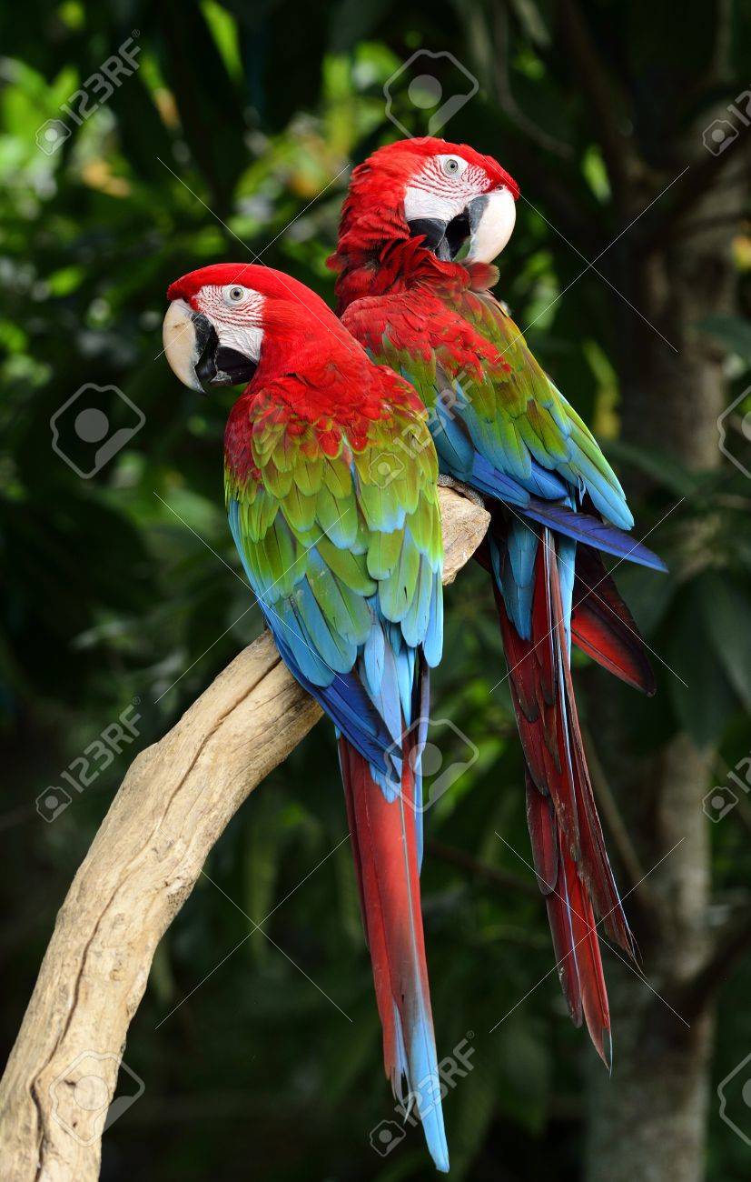 Detail Image Of Parrot Bird Nomer 56