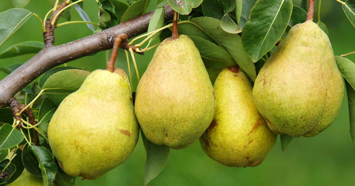 Detail Image Of Pear Fruit Nomer 15