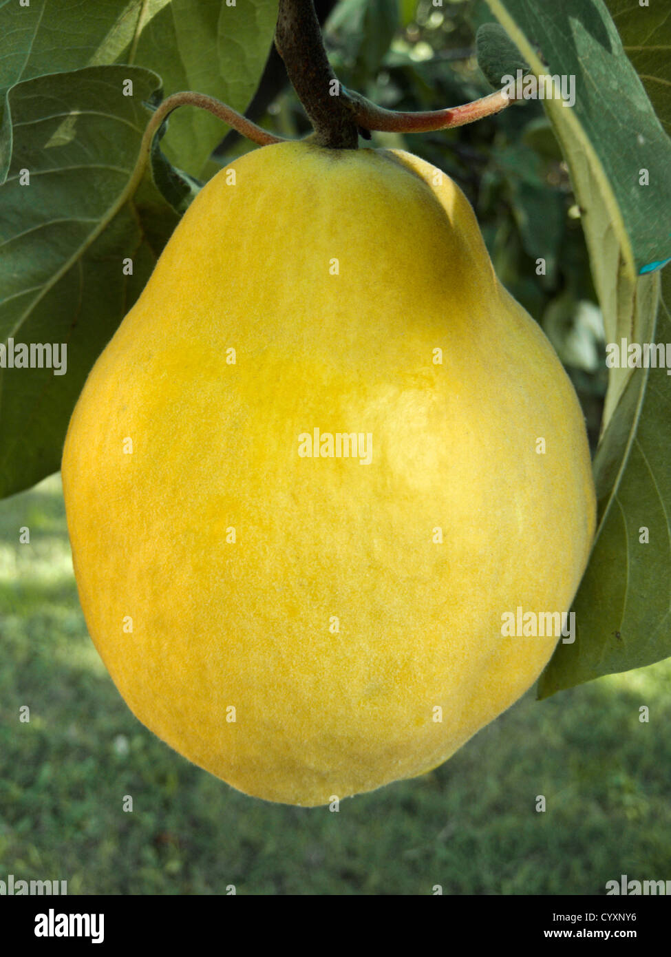 Detail Image Of Pear Fruit Nomer 41