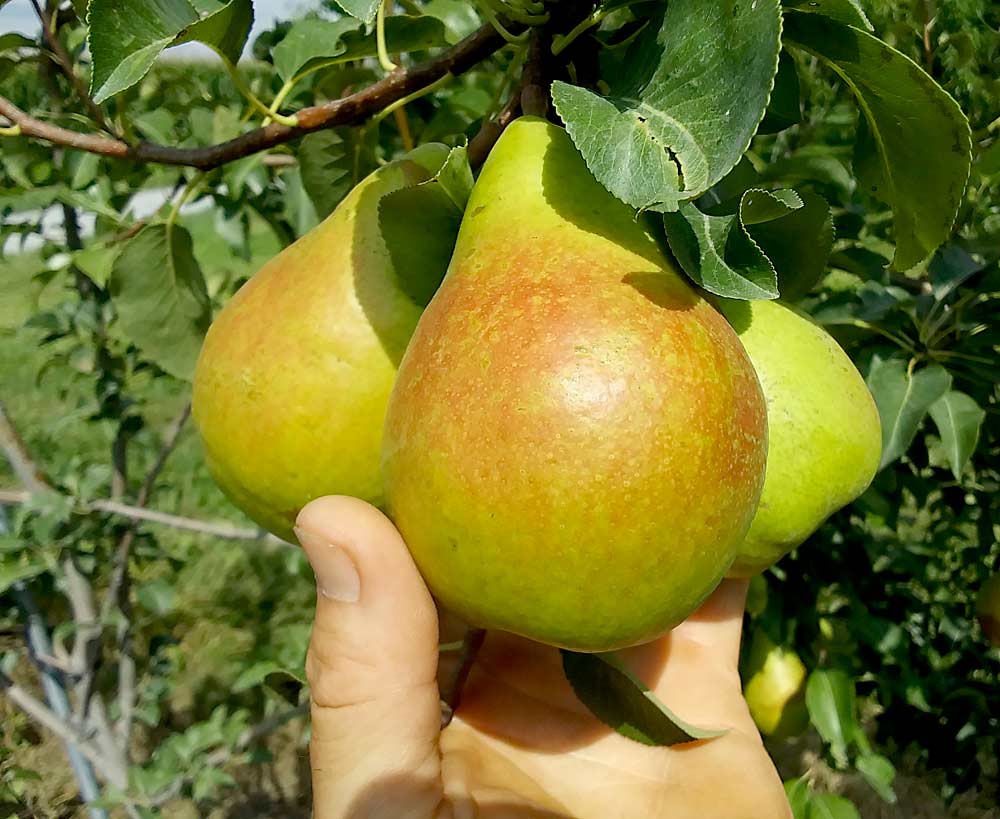 Detail Image Of Pear Fruit Nomer 49