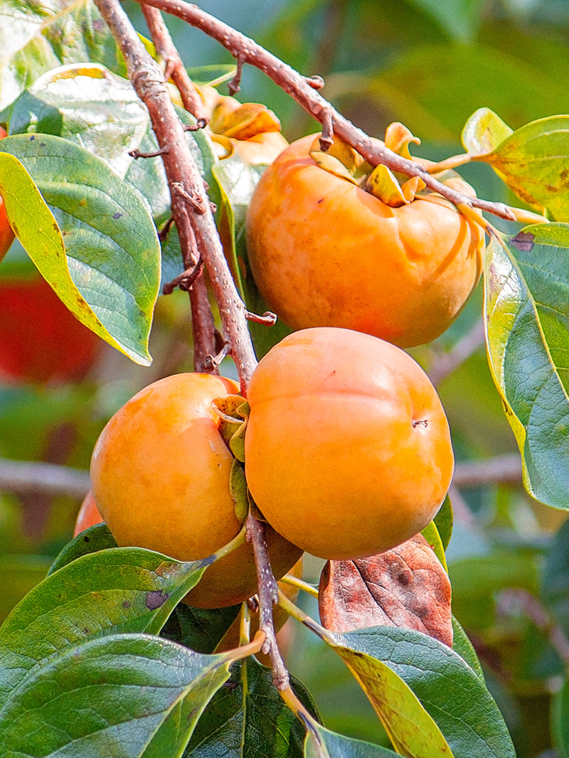 Detail Image Of Persimmon Fruit Nomer 31