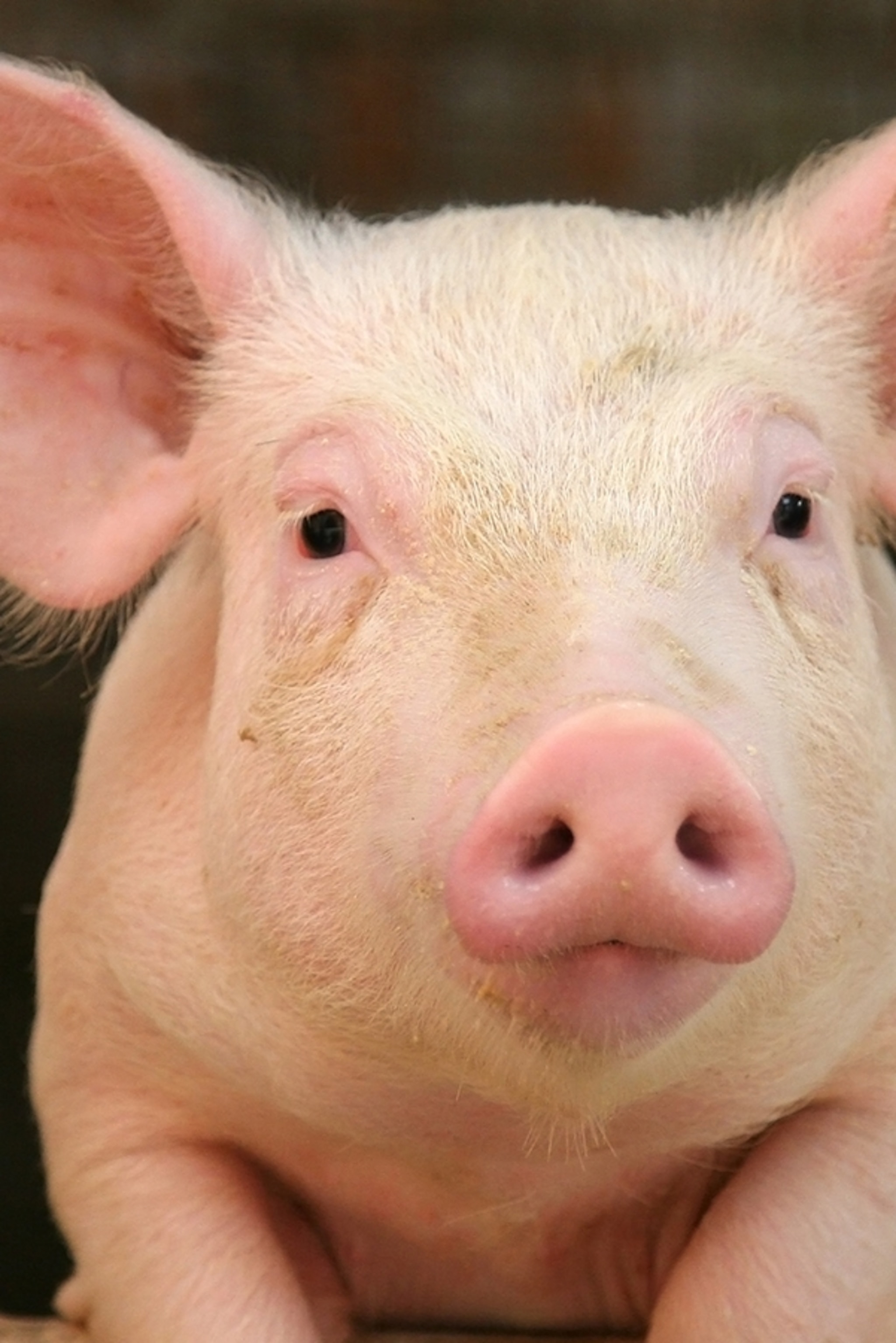 Detail Image Of Pig Nomer 2