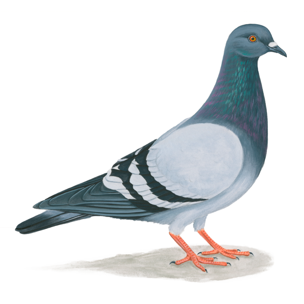 Detail Image Of Pigeon Nomer 2