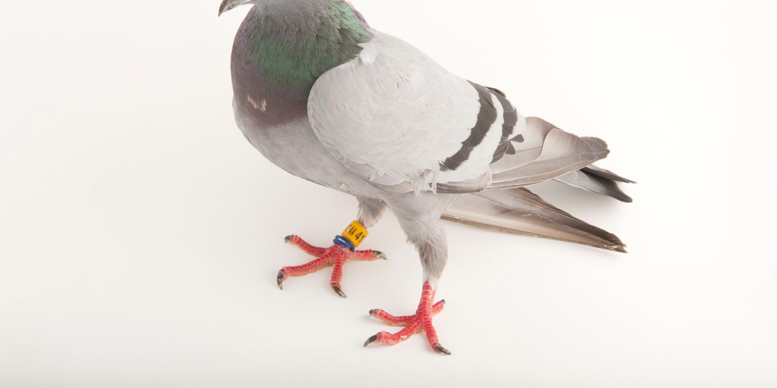 Detail Image Of Pigeon Nomer 17