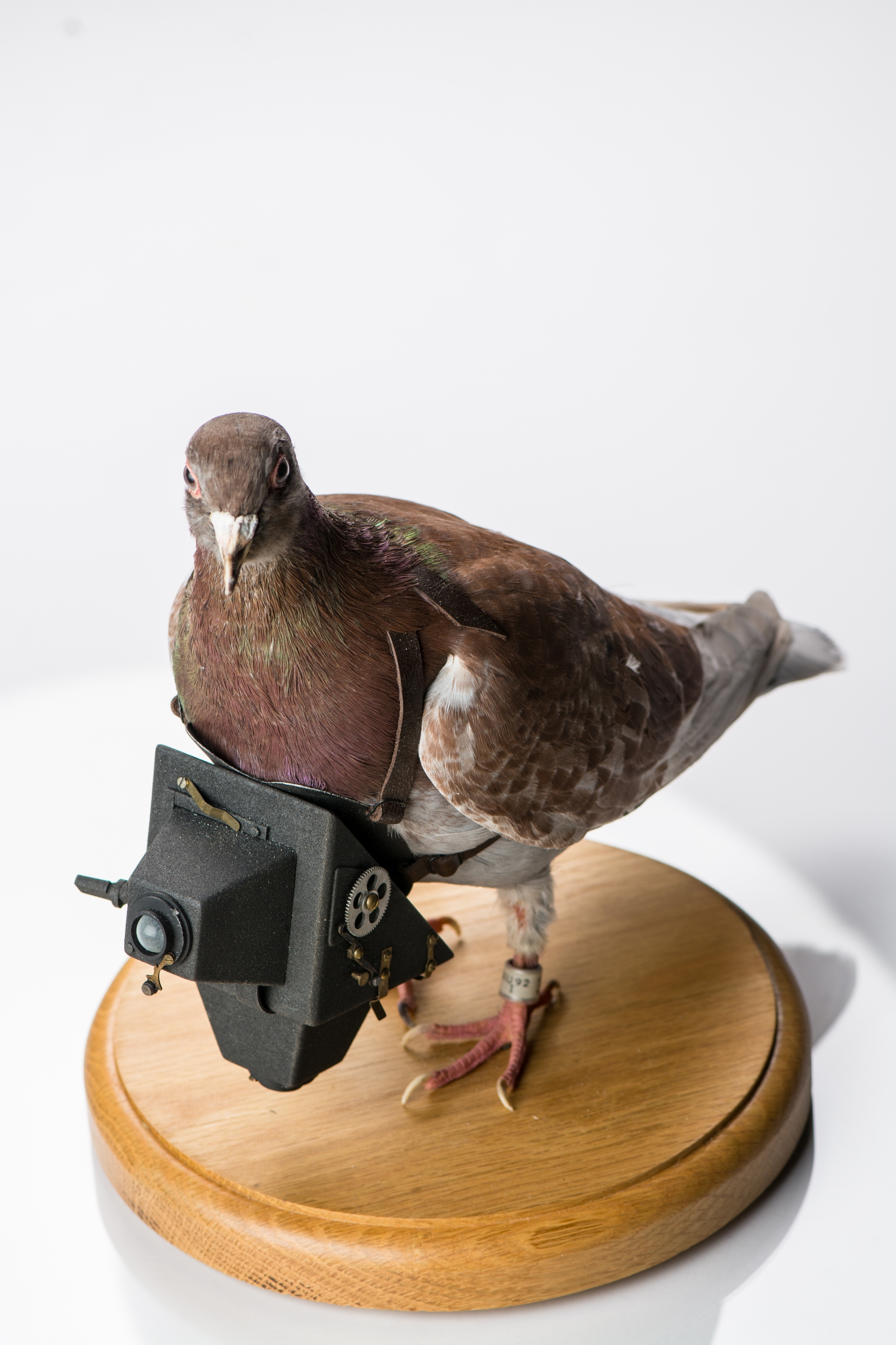 Detail Image Of Pigeon Nomer 36