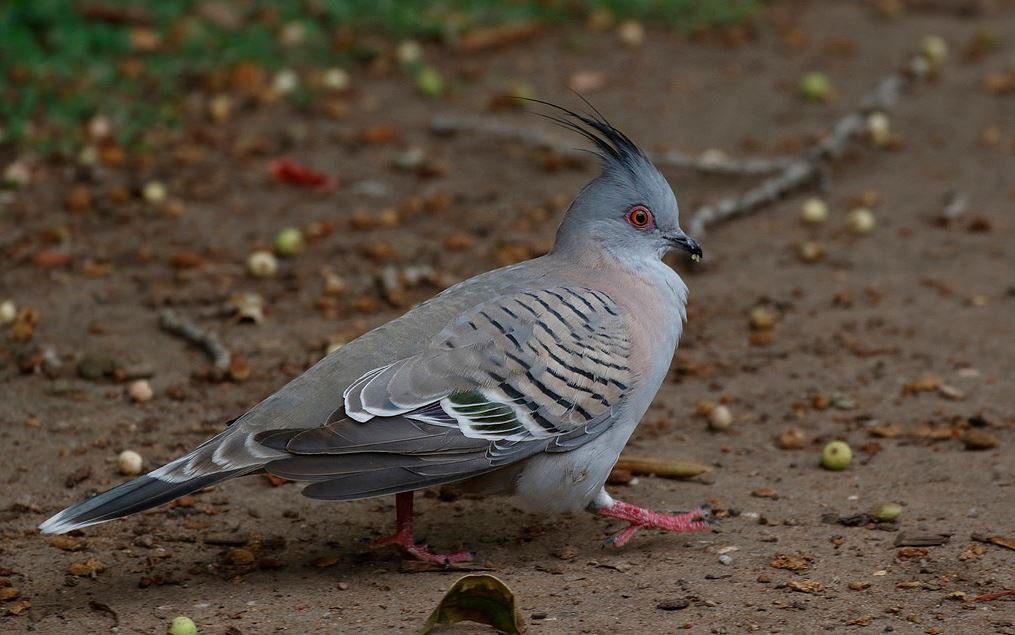 Detail Image Of Pigeon Nomer 45