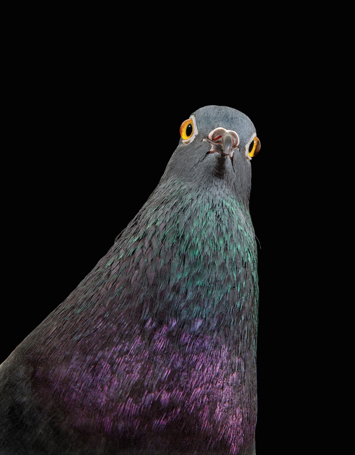 Detail Image Of Pigeon Nomer 47