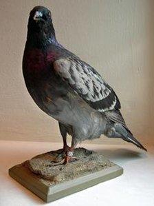 Detail Image Of Pigeon Nomer 48