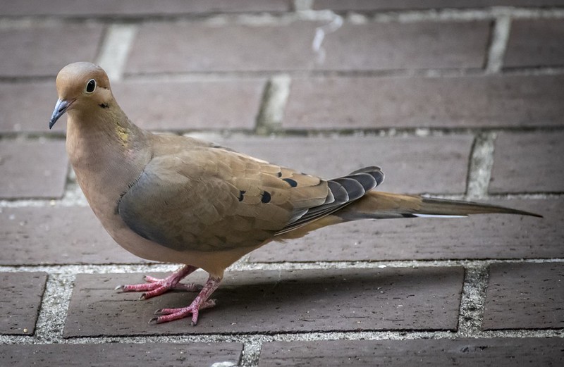 Detail Image Of Pigeon Nomer 50