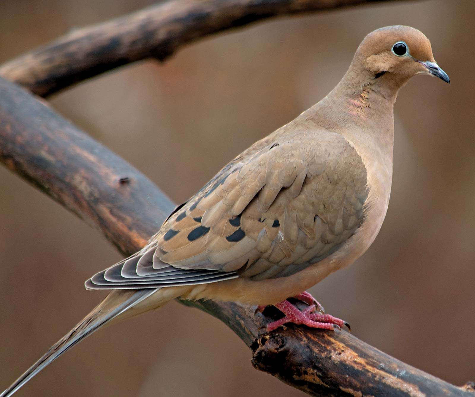 Detail Image Of Pigeons Nomer 13