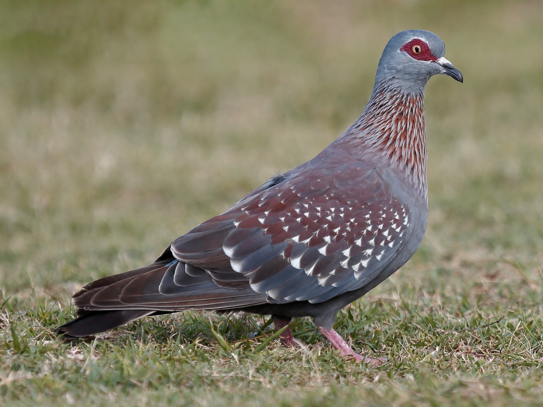 Detail Image Of Pigeons Nomer 41